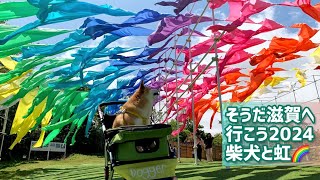 Vol.810 柴犬るな　虹を見上げる柴犬〜びわこ箱館山には虹が溢れていました編【そうだ滋賀へ行こう2024 その④】Traveling with a Shiba Inu