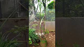 sugarcane farming in my garden