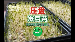 【图安一记】芽苗菜改良版第2周 通过压盘轻松获得矮壮嫩豆芽Microgreen 2.0 Week 2 Grow stubby pea sprouts