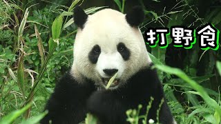 圓寶好腿力,開心吃現摘茄苳果,棲架小歇好萌,打野食趣|Giant Panda Yuan Bao,圆宝,貓熊,大貓熊,大熊貓|台北動物園|Taipei Zoo #팬더 #대왕판다 #パンダ