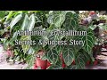 Anthurium Crystallinum Secrets & Success Story / How to  Care & Cultivate Anthurium Crystallinum