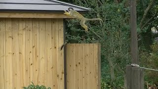 「リスザル」ボリビアリスザルの 敏捷な動き \u0026 ジャンプ Bolivian Squirrel Monkey agility and jump