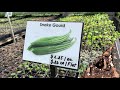 అమెరికాలో కూరగాయల నర్సరీ usa vegetable nursery terracegarden usa telugu gardening