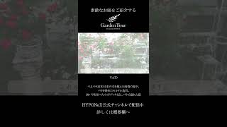 🕊Garden Tour🕊70 つるバラ10本と5本の木を植えた南側の庭や、バラを絡めたモルタル造形、鉢バラを並べたウッドデッキなど、バラで溢れた庭#shorts