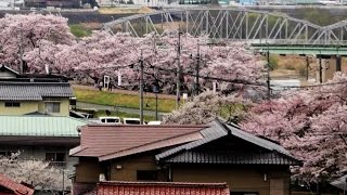 鳳源寺の桜 （広島県三次市）