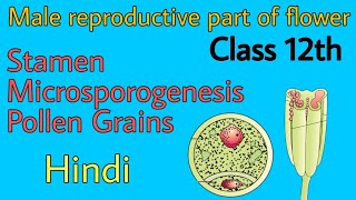 Stamen microsporangium and pollen grains class 12th by be educated in hindi