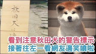 看到「注意秋田犬」的警告標示，接著往左一看...網友都邊笑噴邊融化啦！【 汪汪仙貝 】