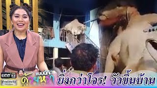 ยิ่งกว่าโจร !! วัวขึ้นบ้าน | แบบนี้ก็มีด้วยหรา | ข่าวช่องวัน | one31