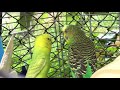 male budgie parakeet courting female snip and kale Волнистых попугаев