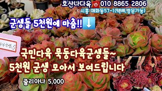 시흥호산나다육🍁가격인하5천원군생다육맞춤🍁줄리아나 노마 스피나 루비도나 짚시금 분홍립스틱 퓨어러브 무지개염좌 입전금3천 매직쨈골드3천succulents  plant 多肉植物