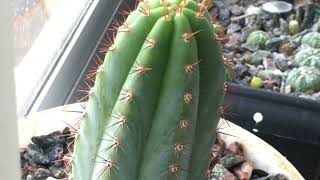 1 Year and 3 Month Old Trichocereus Bridgesii and Pachanoi Seedlings from seed.