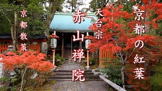 [京都散策]  京都の紅葉  赤山禅院  見頃  kyoto  japan  4K