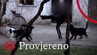 Provjereno - Zlostavljanje pasa