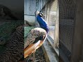 今日の孔雀20230711⑰（peacock・मोर） shorts