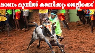 Jallikattu 2020 at Trichy Manapparai | #Jallikattu2020 | Latest Jallikattu | Malayalam Filmnagar