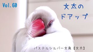 文太ドアップ！！スヤスヤ\u0026羽繕い　パステルシルバー文鳥【文太】