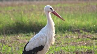 Storch in Bayreuth, Laineck - Testvideo - Sony HX400V -@ 1080p AVCHD ~28M