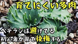 初心者向け｜育てにくい多肉、初心者が選んだら99%後悔シリーズ、ベテランはいつも避けてる｜花子