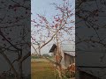 bombax malabaricum bombax ceiba cotton tree flower niloy karmakar shorts