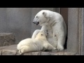 awakening u0026 nursing polar bear 生後6ヶ月のこぐま　寝起きと授乳