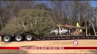 Toomer's Corner is Ready for New Trees