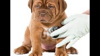 Dog Physical Exam