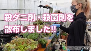 【多肉植物】殺ダニ剤・殺菌剤を散布しました!!【succulent】トロピカルガーデン