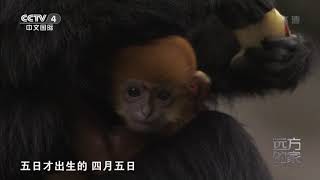 [远方的家]世界遗产在中国 麻阳河边寻访黑叶猴| CCTV中文国际