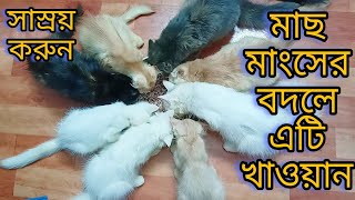 দ্রব্যমূল্যের এই চড়া বাজারে আপনার বিড়ালকে মাছ মাংসের বদলে এই খাবারটি খাওয়ান || #persiancat Cat Food