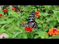 captivating butterfly and flower scenes in nature amazing nature scenery