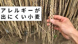 小麦の脱穀作業をします