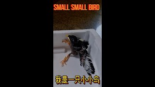 🐦我是一只小小鸟