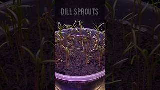 Dill sprouts time lapse 🌱 #dill #sprouts #sprout #growing #grass #planting #timelapse #grow #plants