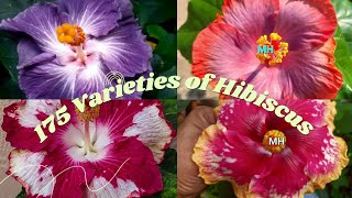 175 varieties of Tropical Hibiscus