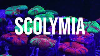 Les Secrets des Scolymia