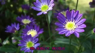 都忘れの花のように／冠　二郎　cover　善　雄（ぜん　ゆう）