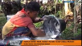 Harga Karet Naik, Karet Petani Tetap Dibeli Murah - Kompas TV Pontianak