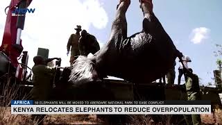 Kenya relocates elephants to reduce overpopulation