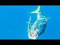 Fishing + Diving Monster Bluefin Tuna, Dorado And Yellowtail || Right Out Our Backdoor