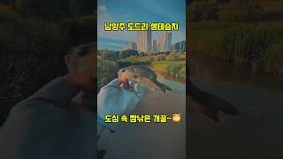 남양주 도드리 생태습지 #경기북부 #배스낚시 #짬낚