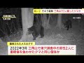 １２日駆除されたメスのクマ　おととし三角山で男性２人を襲ったクマと同じ個体か　札幌市・西区