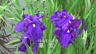 横須賀しょうぶ園 （前編）　　Yokosuka　city　Iris  garden　（Part 1）