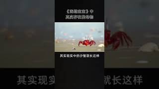 《海绵宝宝》中真实存在的动物