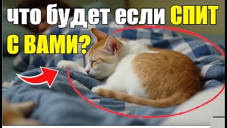 Если кошка спит вместе с вами, то ожидай это!