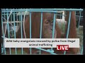 Wild baby orangutans rescued by police (Bayi orangutan liar diselamatkan polisi)