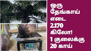 ஒரு தேங்காய் எடை 2.170 கிலோ குலைக்கு 20 காய்பிடிக்கும் அம்பாடி | Ambadi GreenCoconut Call 9894256188