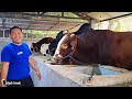 deretan sapi monster enzo farm baru datang sapi raksasa kontes🔥