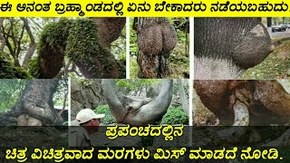 ಪ್ರಪಂಚದಲ್ಲಿ ನ ಚಿತ್ರ ವಿಚಿತ್ರವಾದ ಮರಗಳು. || Amazing trees in the World.|| Amazing facts in the world.