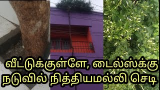 நித்யமல்லி வீட்டுக்குள்ளே வளர்ப்பது எப்படி / Veettukullea Nithyamalli Sedi Valarppathu Eppadi Part 1