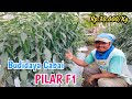 CABE PILAR F1